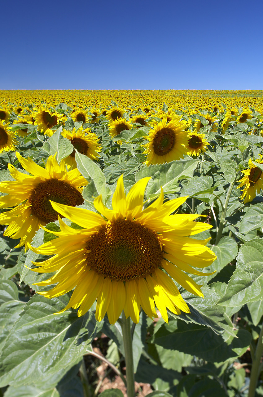 #080181-1 - Field of Sun Flowers, Alpes de Haute, Provence, France