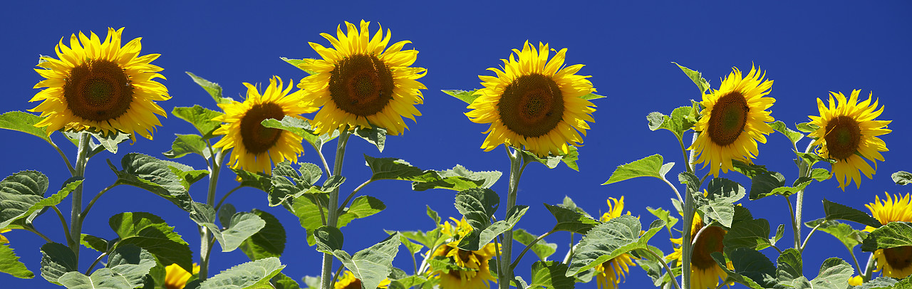 #080182-1 - Sun Flowers, Alpes de Haute, Provence, France