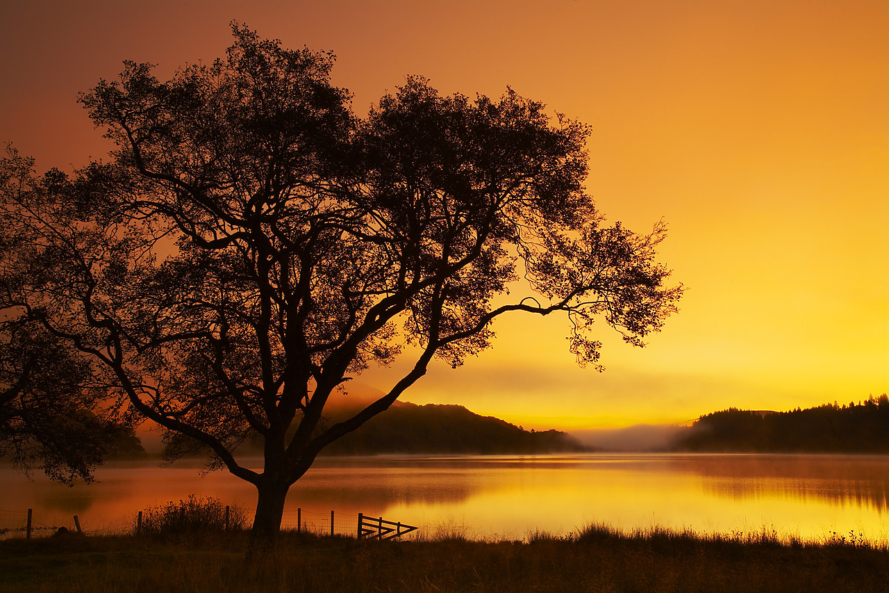 #080449-1 - Tree at Sunrise, Loch Achray, The Trossachs National Park, Central Region, Scotland