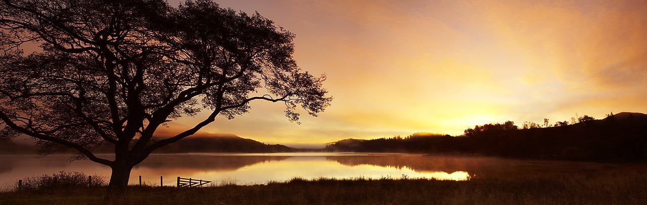 #080450-1 - Tree at Sunrise, Loch Achray, The Trossachs National Park, Central Region, Scotland