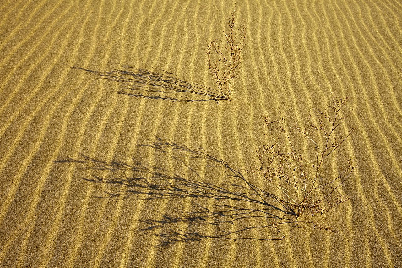 #090051-1 - Plant Shadows, Eureka Dunes, Death Valley National Park, California, USA