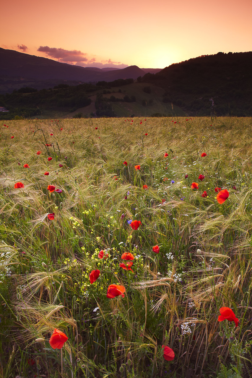 #090120-1 - Field of Poppies & Barley at Sunset, Preci, Valnerina, Umbria, Italy