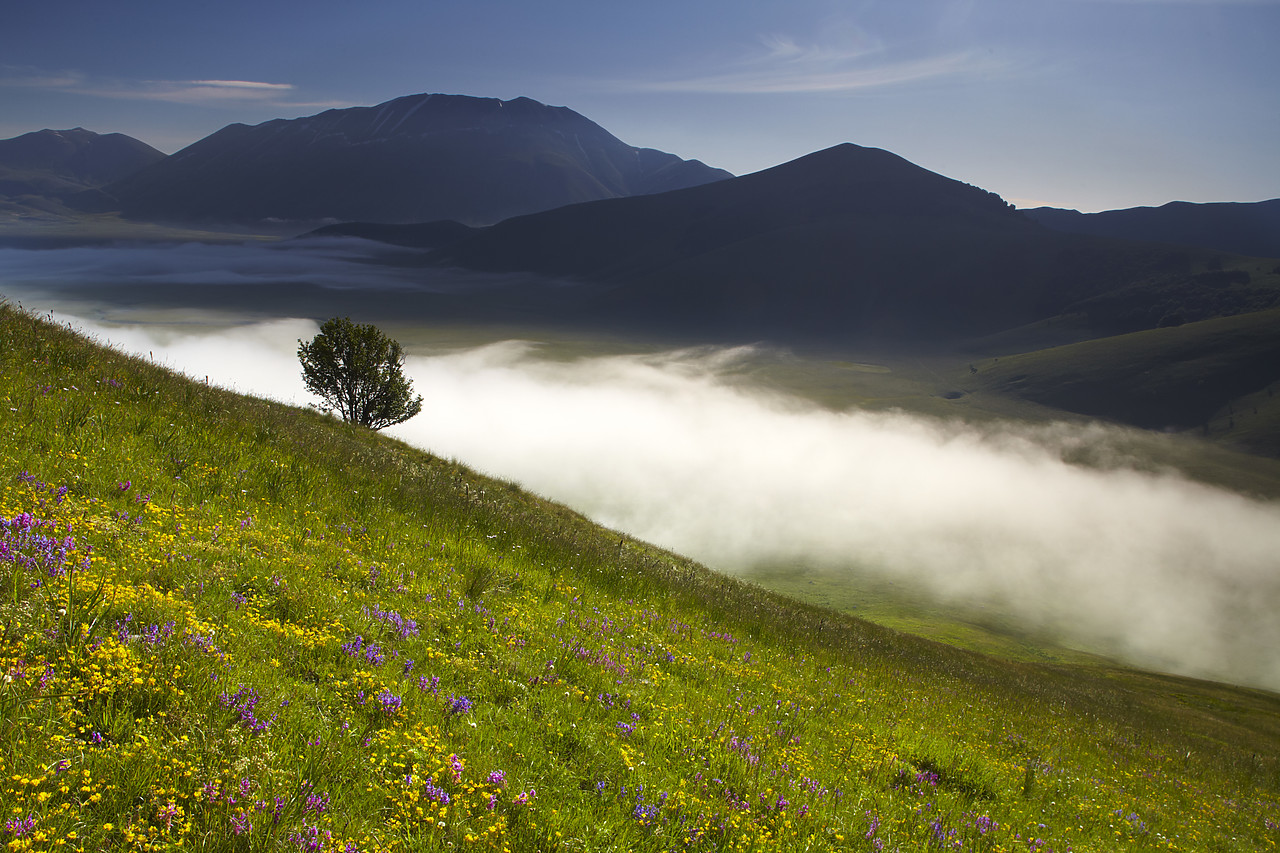 #090130-1 - Wildflowers & Mist in Piano Grande, Silbillini National Park, Valneria, Umbria, Italy