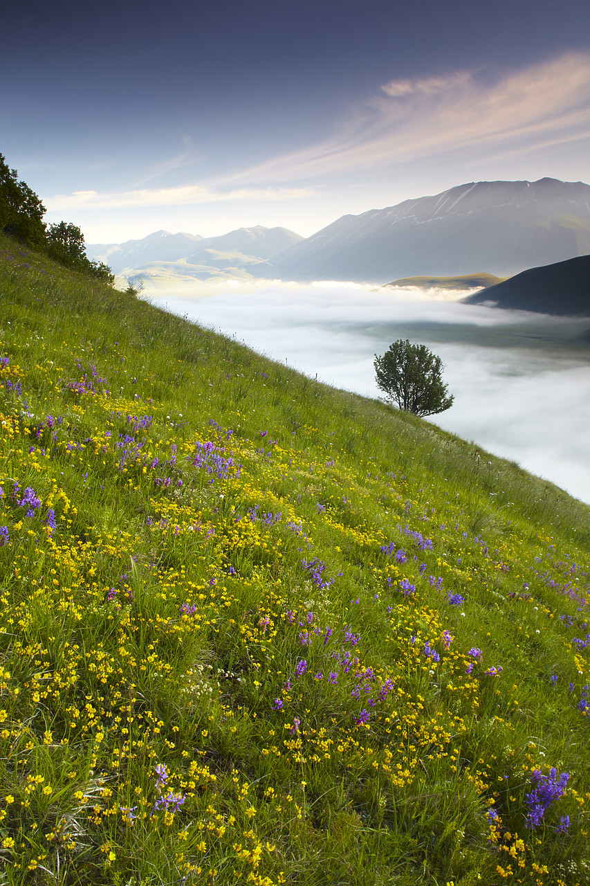 #090130-2 - Wildflowers & Mist in Piano Grande, Silbillini National Park, Valneria, Umbria, Italy