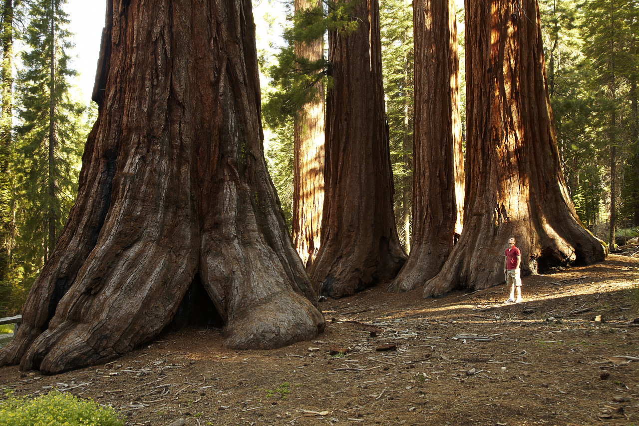 #090145-1 - "Bachelor & Three Graces" Giant Squoia Trees, Yosemite National Park, California, USA
