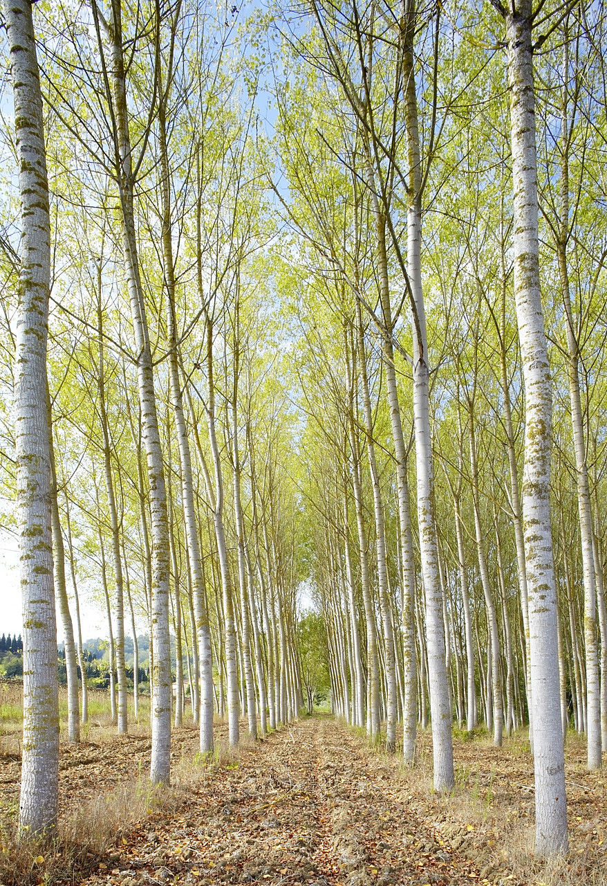 #090178-1 - Poplar Trees, Tuscany, Italy