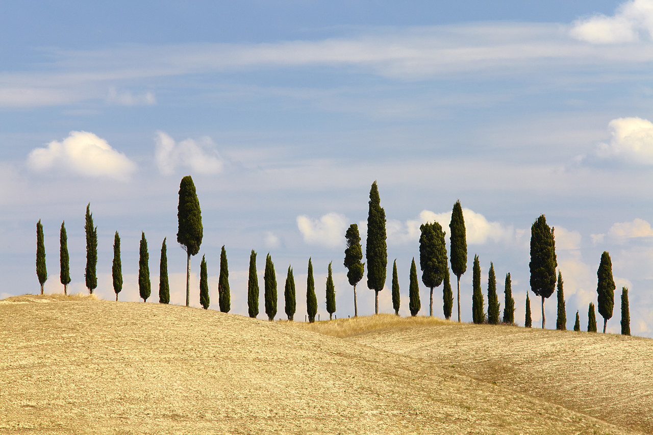 #090181-1 - Line of Cypress Trees, Tuscany, Italy