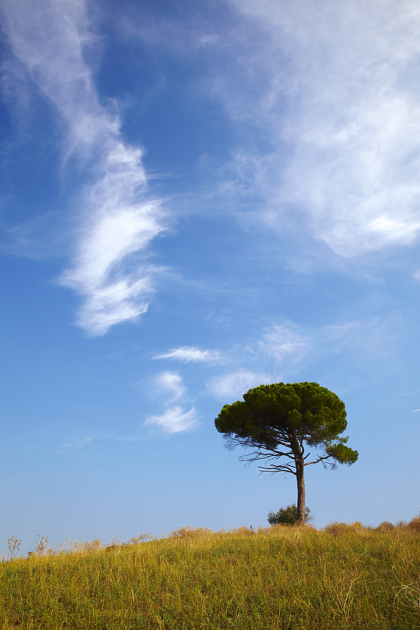 #090207-1 - Pine Tree & Cirrus Clouds, Tuscany, Italy