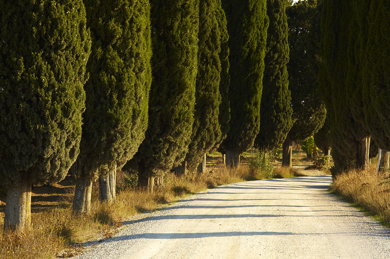 #090214-1 - Country Lane & Cypress Trees, Tuscany, Italy