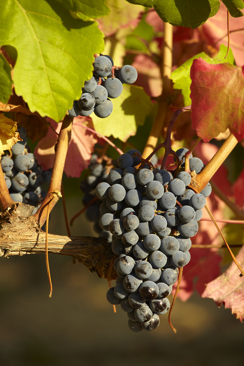 #090215-1 - Brunello Grapes, Montalcino, Tuscany, Italy
