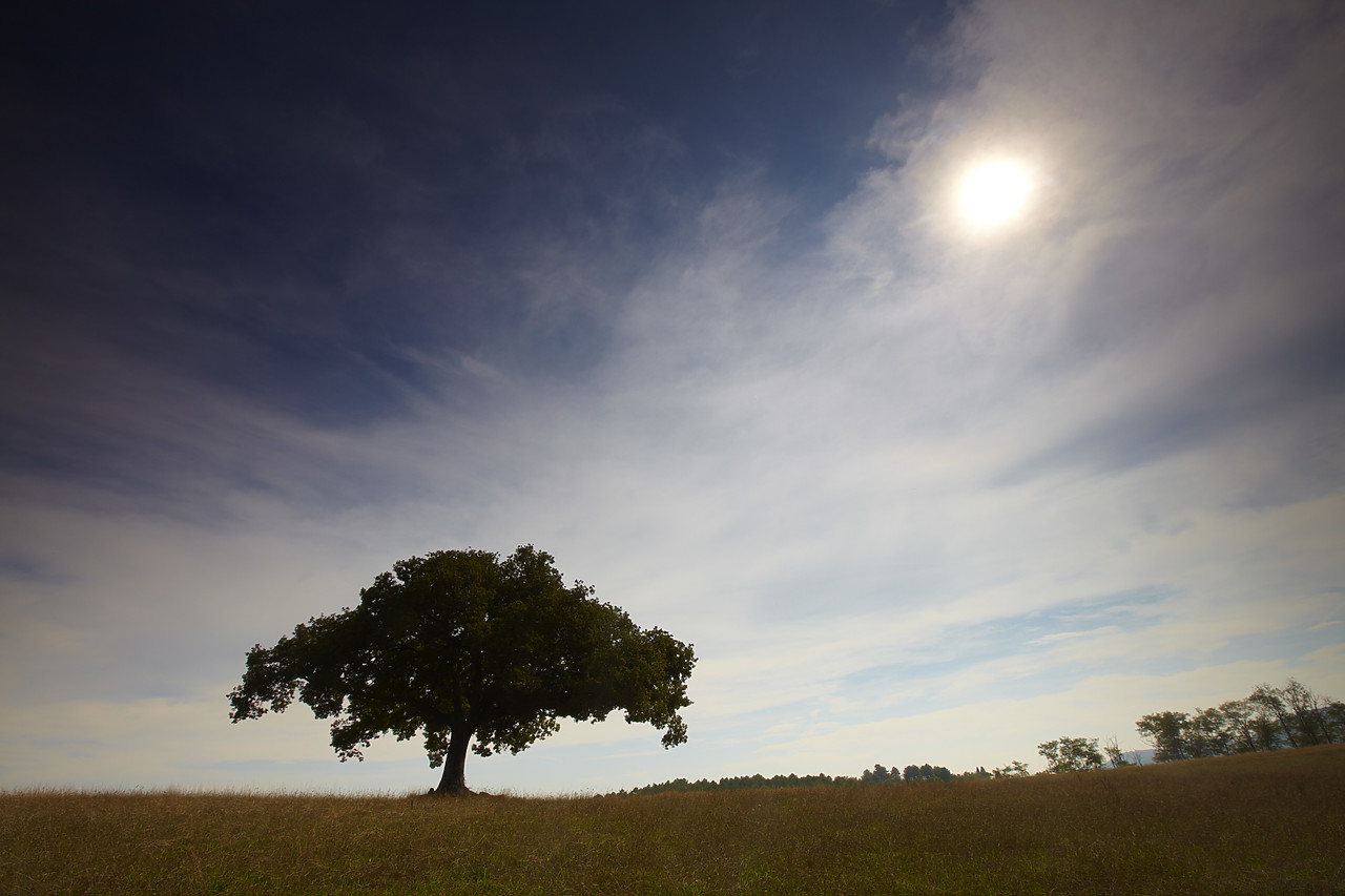 #090224-1 - Lone Oak Tree & Cirrus Clouds, Tuscany, Italy