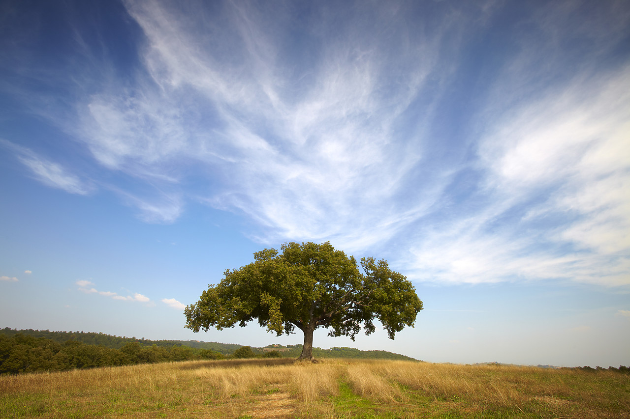#090225-1 - Lone Oak Tree & Cirrus Clouds, Tuscany, Italy