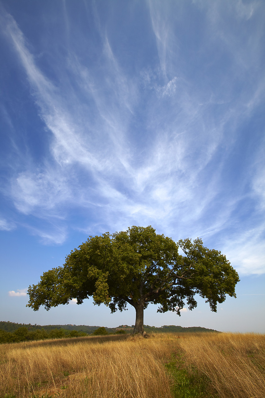 #090225-2 - Lone Oak Tree & Cirrus Clouds, Tuscany, Italy