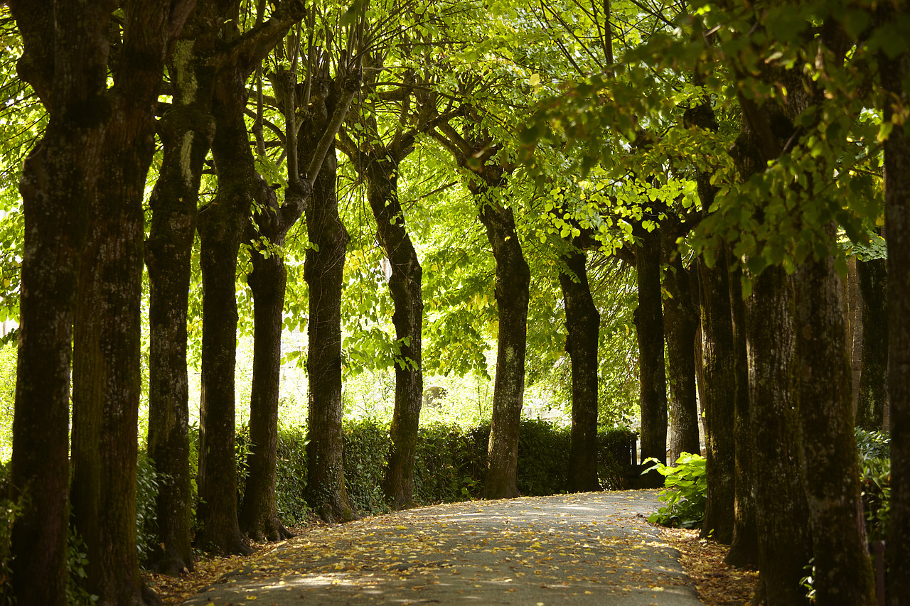 #090226-1 - Path & Line of Trees, Montepulciano, Tuscany, Italy