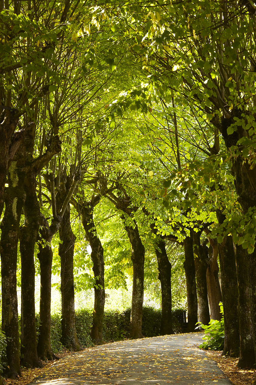 #090226-2 - Path & Line of Trees, Montepulciano, Tuscany, Italy