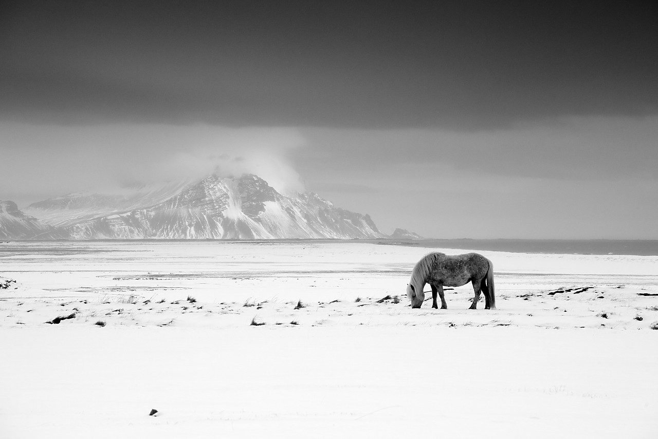#100098-1 - Icelandic Pony in Winter, Iceland