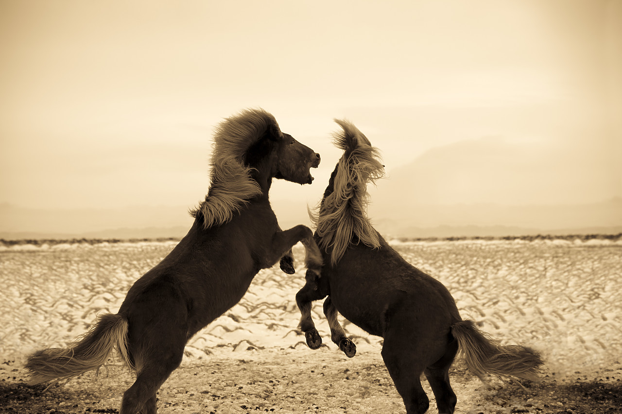 #100128-1 - Iclandic Ponies Playing, Iceland