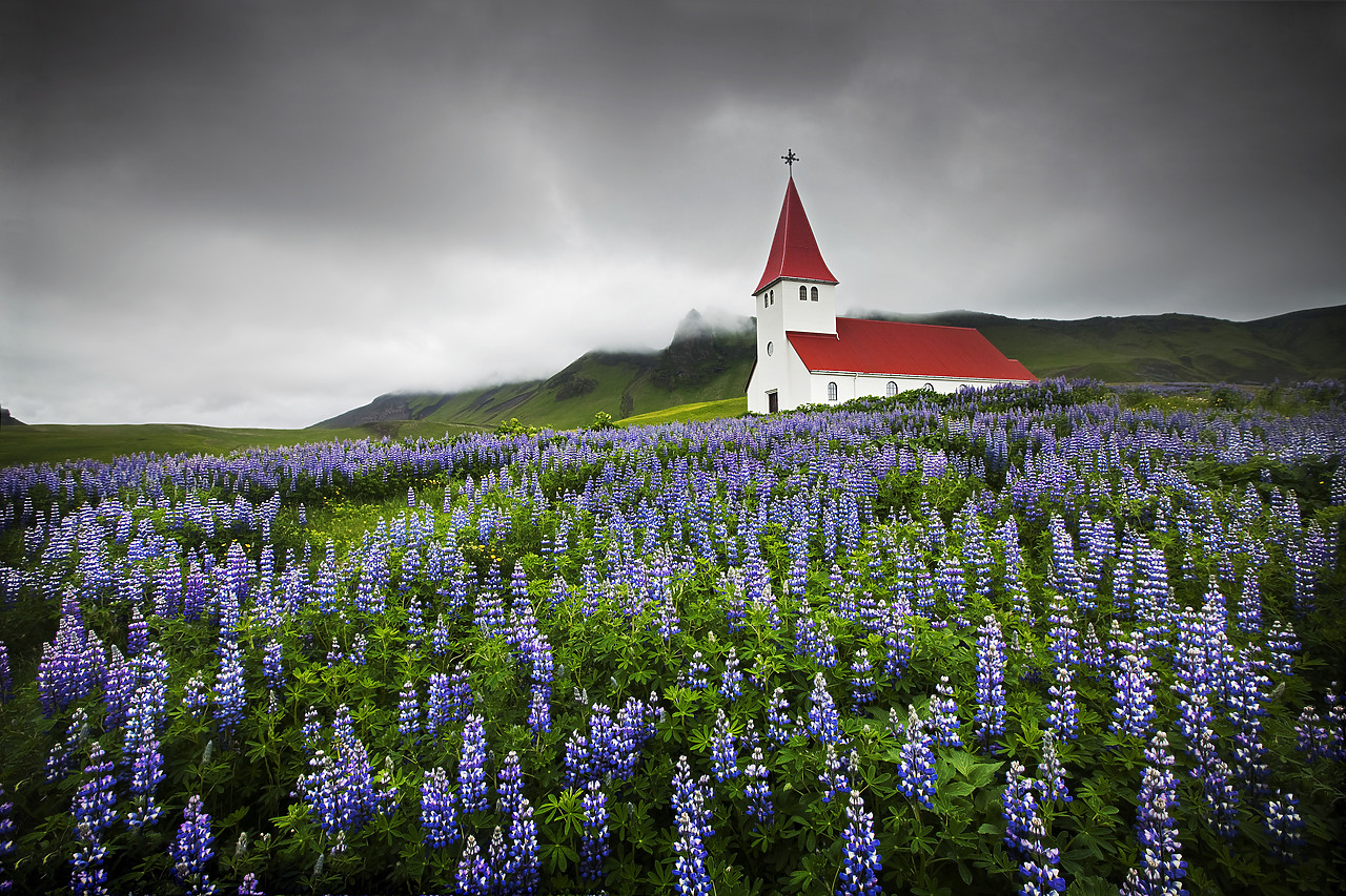 #100249-1 - Church in Wild Lupins, Vik, Iceland