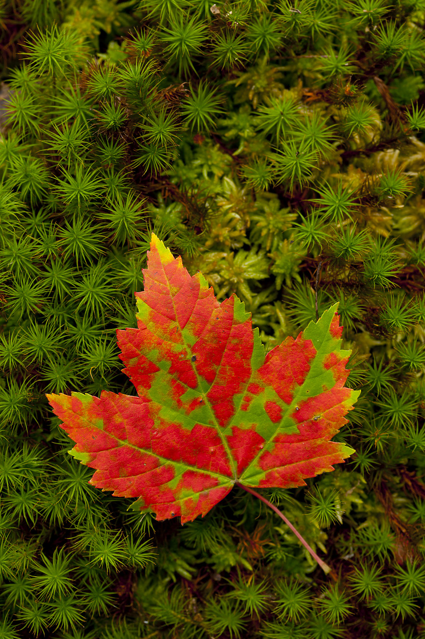 #100436-1 - Autumn Maple Leaf on Moss, Maine, USA