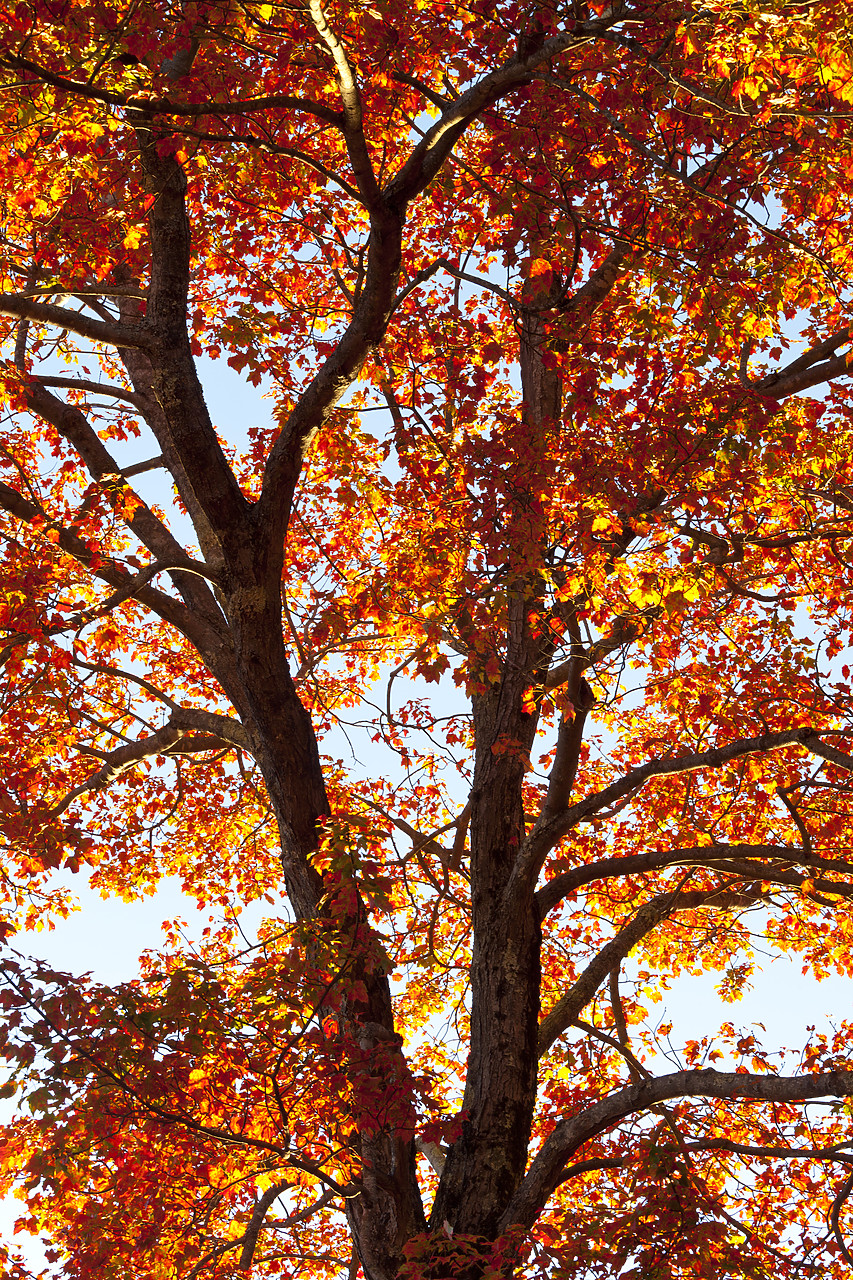 #100445-1 - Maple Tree in Autumn, Maine, New England, USA