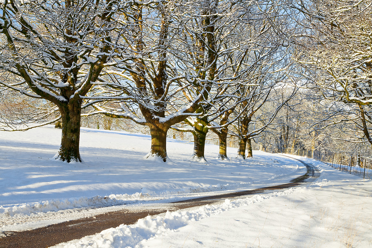 #100562-1 - Country Lane in Winter, Melbury Deer Park, Dorset, England