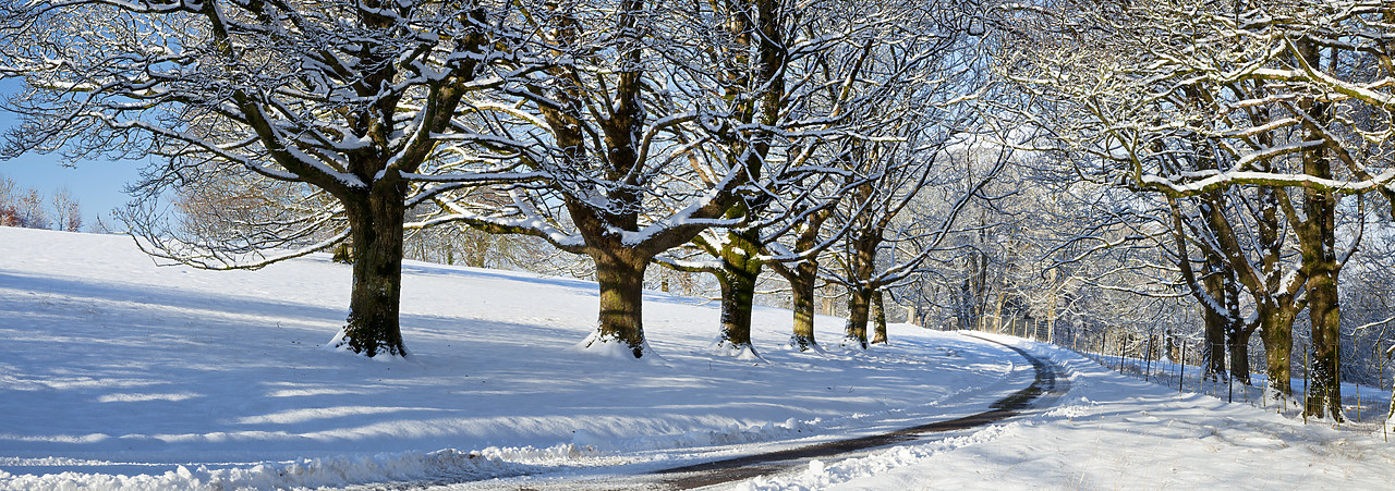#100562-2 - Country Lane in Winter, Melbury Deer Park, Dorset, England