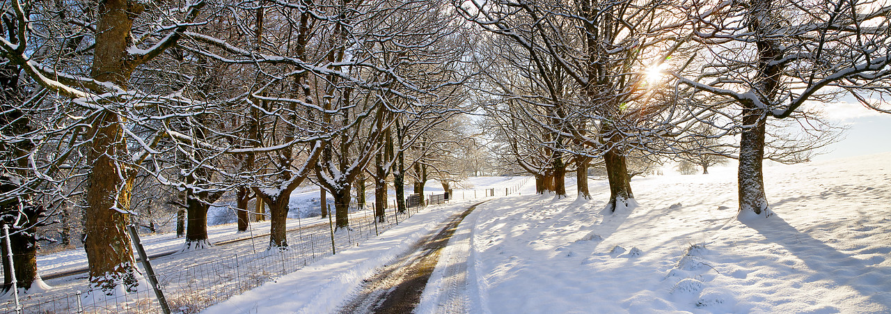 #100563-1 - Country Lane in Winter, Melbury Deer Park, Dorset, England