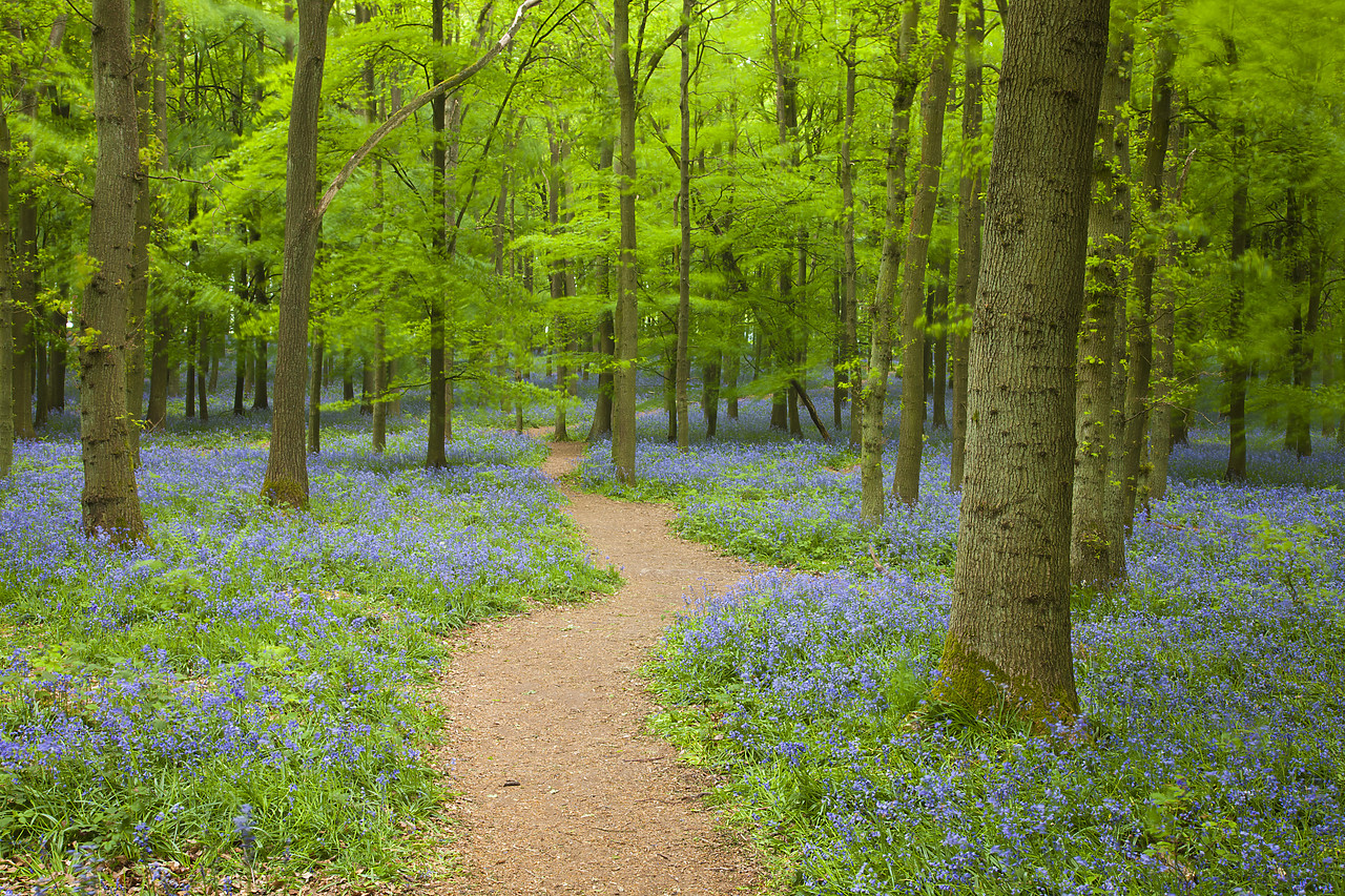 #110074-1 - Path through Bluebell Wood, Dockey Wood, Ashridge Estate, Hertfordshire, England