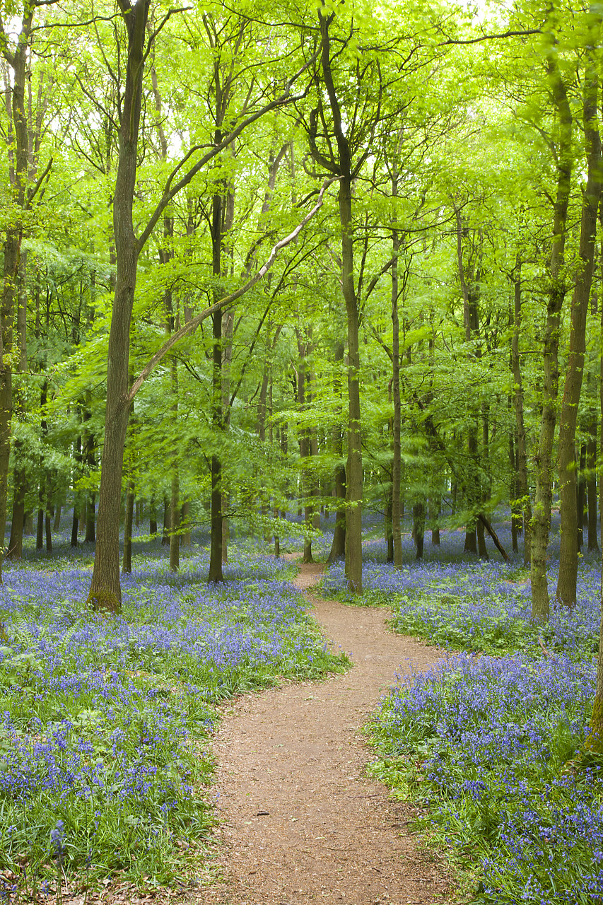 #110074-2 - Path through Bluebell Wood, Dockey Wood, Ashridge Estate, Hertfordshire, England