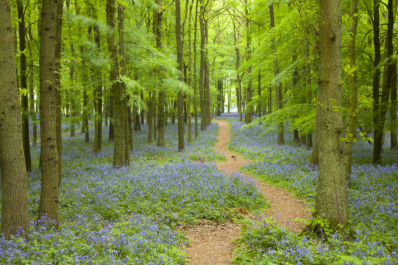 #110075-1 - Path through Bluebell Wood, Dockey Wood, Ashridge Estate, Hertfordshire, England