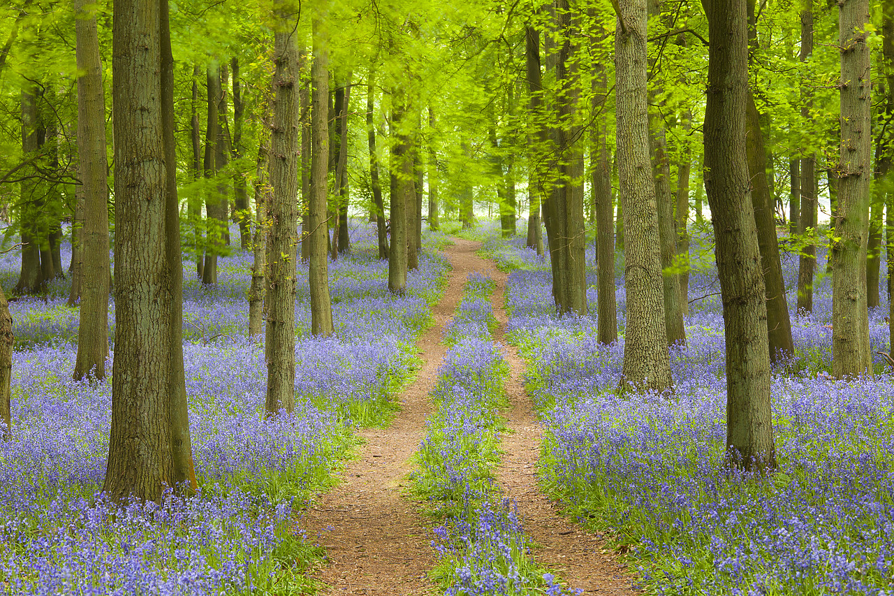 #110076-1 - Path through Bluebell Wood, Dockey Wood, Ashridge Estate, Hertfordshire, England