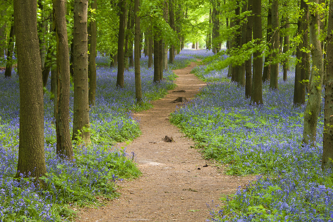 #110079-1 - Path through Bluebell Wood, Dockey Wood, Ashridge Estate, Hertfordshire, England