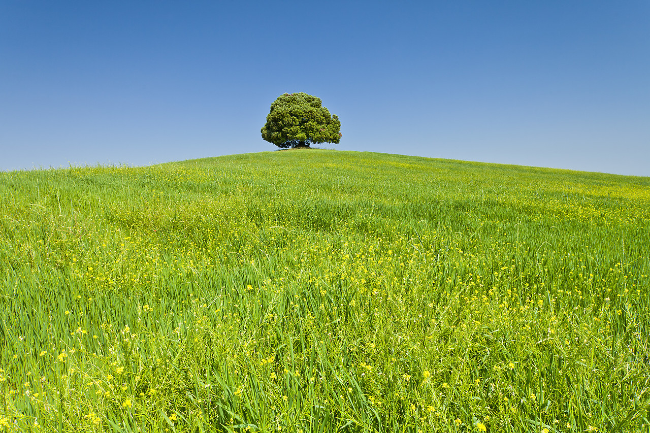 #110143-1 - Lone Tree in Meadow, Tuscany, Italy