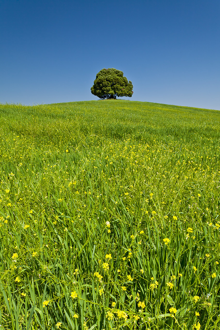 #110143-2 - Lone Tree in Meadow, Tuscany, Italy