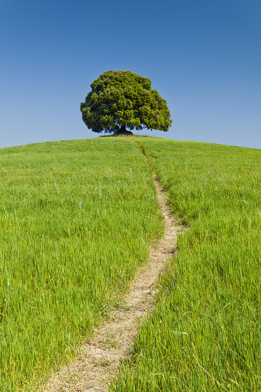 #110146-1 - Path Leading to Lone Tree, Tuscany, Italy