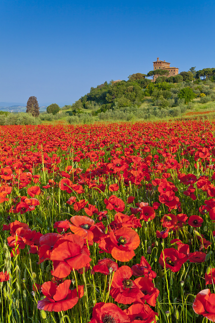 #110149-1 - Palazzo Massaini & Field of Poppies, near Pienza, Tuscany, Italy