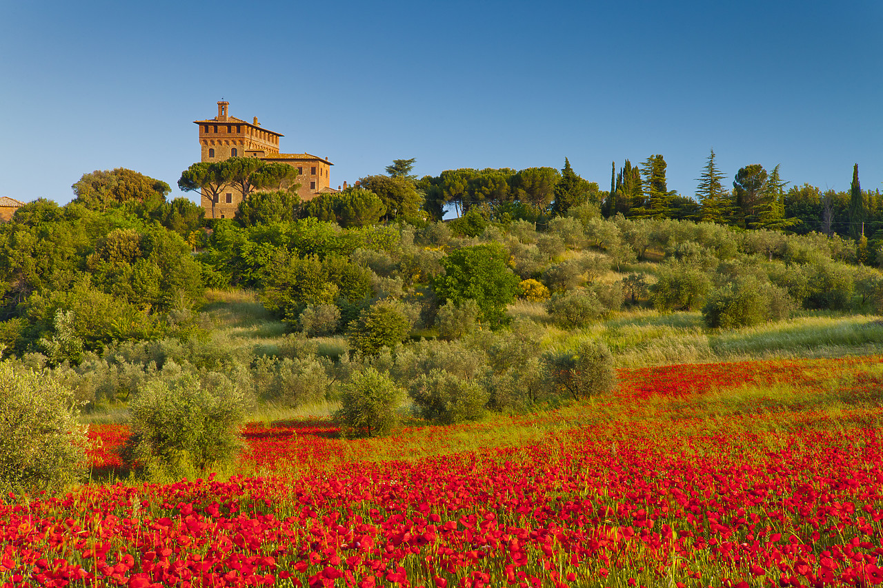 #110150-1 - Palazzo Massaini & Field of Poppies, near Pienza, Tuscany, Italy