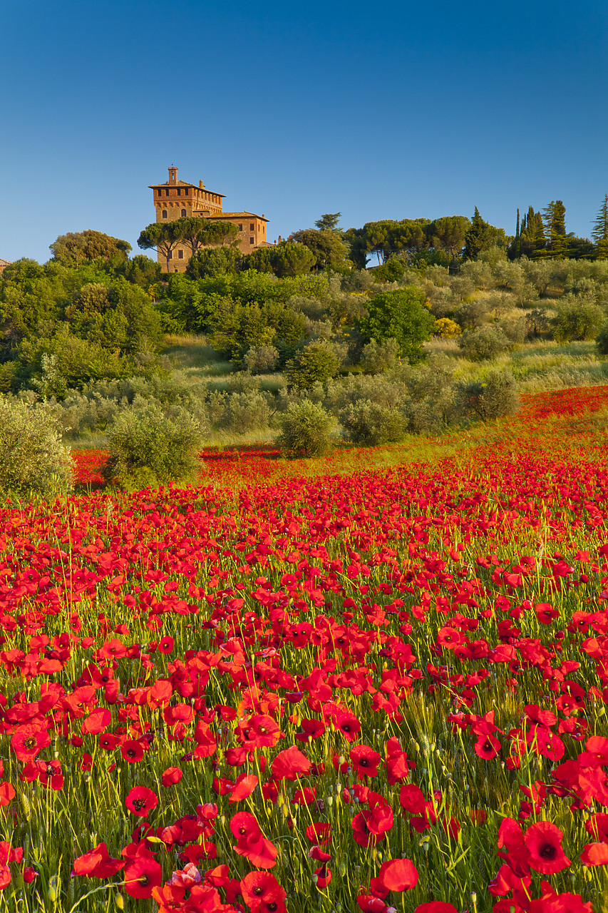 #110150-2 - Palazzo Massaini & Field of Poppies, near Pienza, Tuscany, Italy
