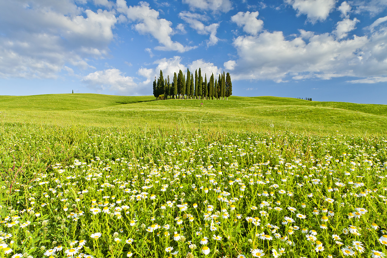 #110153-1 - Cypress Trees in Field of Wildfowers, Val d' Orcia, Tuscany, Italy