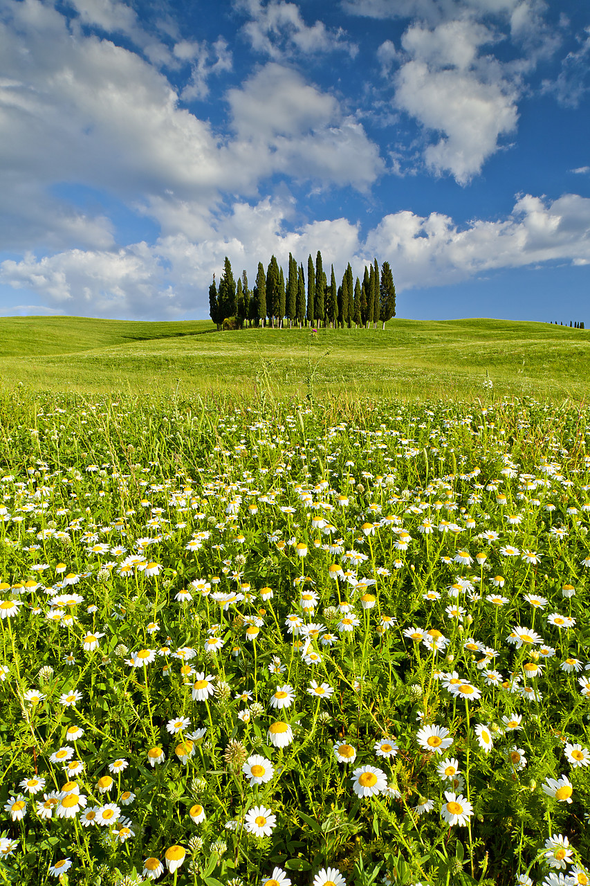 #110153-2 - Cypress Trees in Field of Wildfowers, Val d' Orcia, Tuscany, Italy