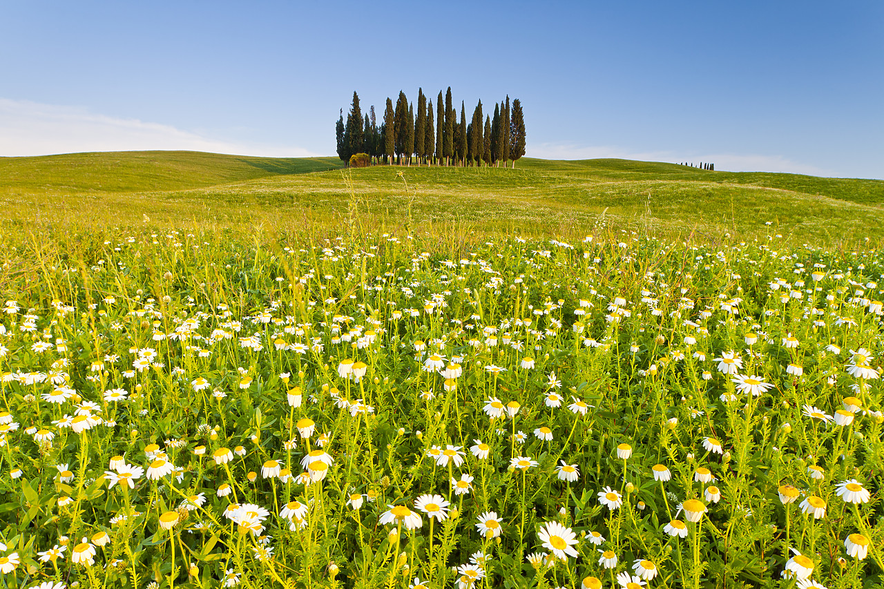 #110154-1 - Cypress Trees in Field of Wildfowers, Val d' Orcia, Tuscany, Italy