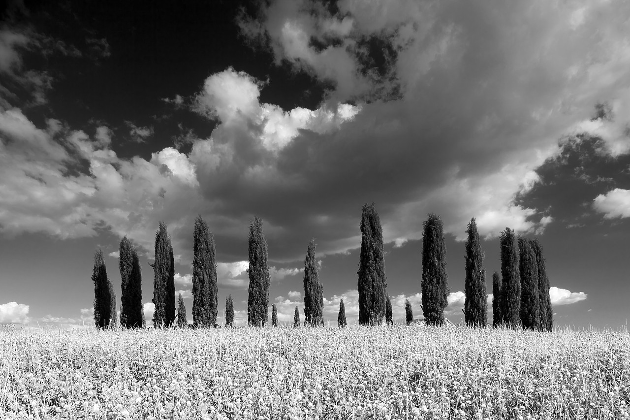 #110155-1 - Cloudscape over Cypress Trees, Val d' Orcia, Tuscany, Italy
