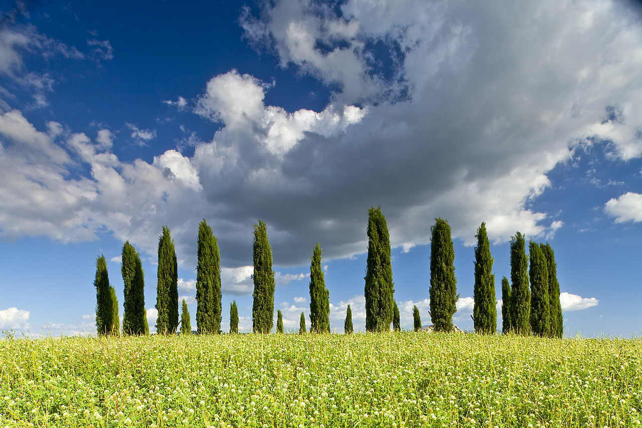 #110155-2 - Cypress Trees in Field of Wildfowers, Val d' Orcia, Tuscany, Italy