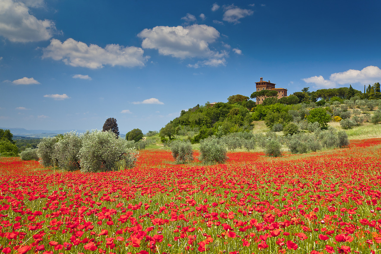 #110156-1 - Palazzo Massaini & Field of Poppies, near Pienza, Tuscany, Italy