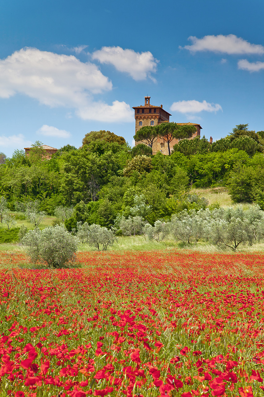 #110156-2 - Palazzo Massaini & Field of Poppies, near Pienza, Tuscany, Italy