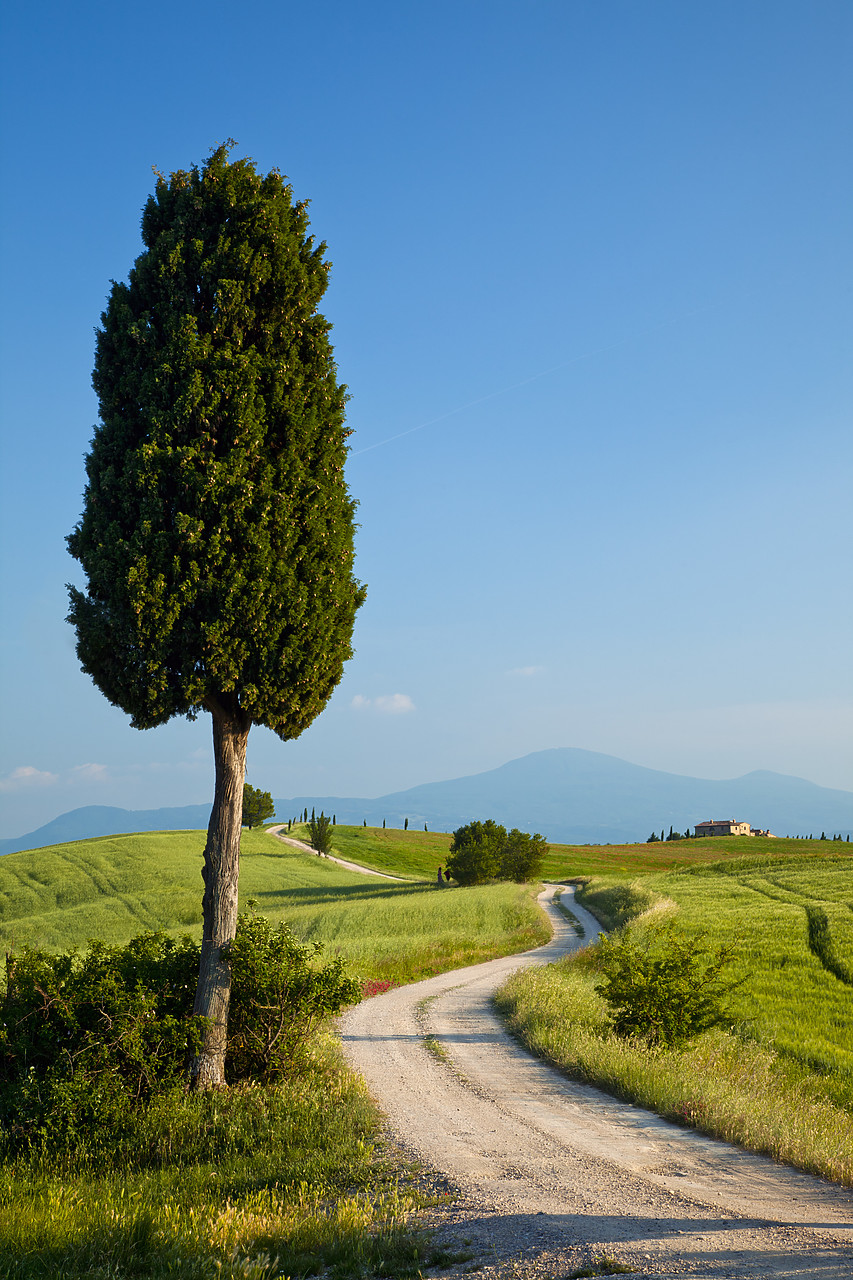 #110161-1 - Road to Villa Terrapille, near Pienza, Tuscany, Italy