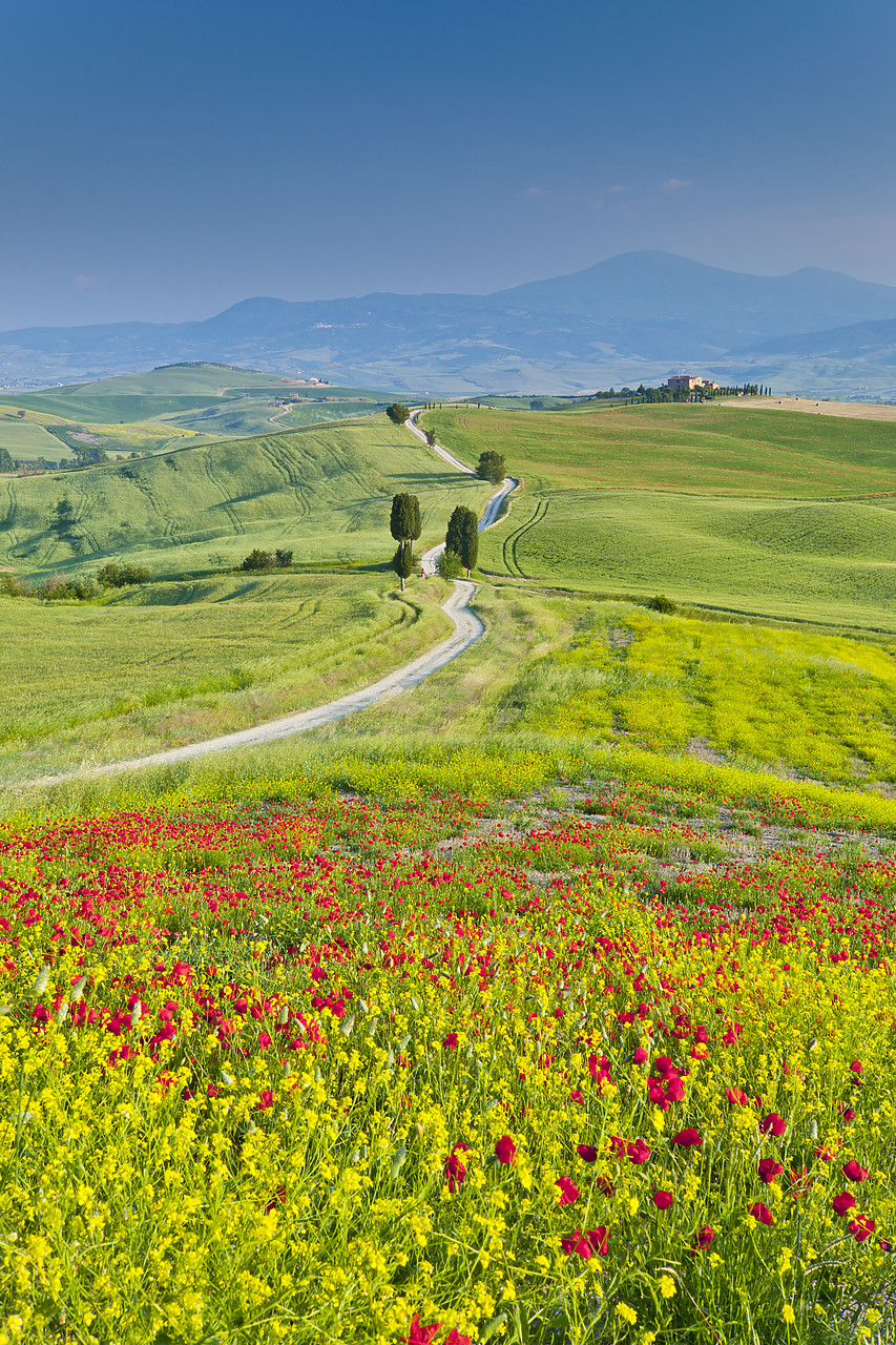 #110164-2 - Road to Villa Terrapille, near Pienza, Tuscany, Italy