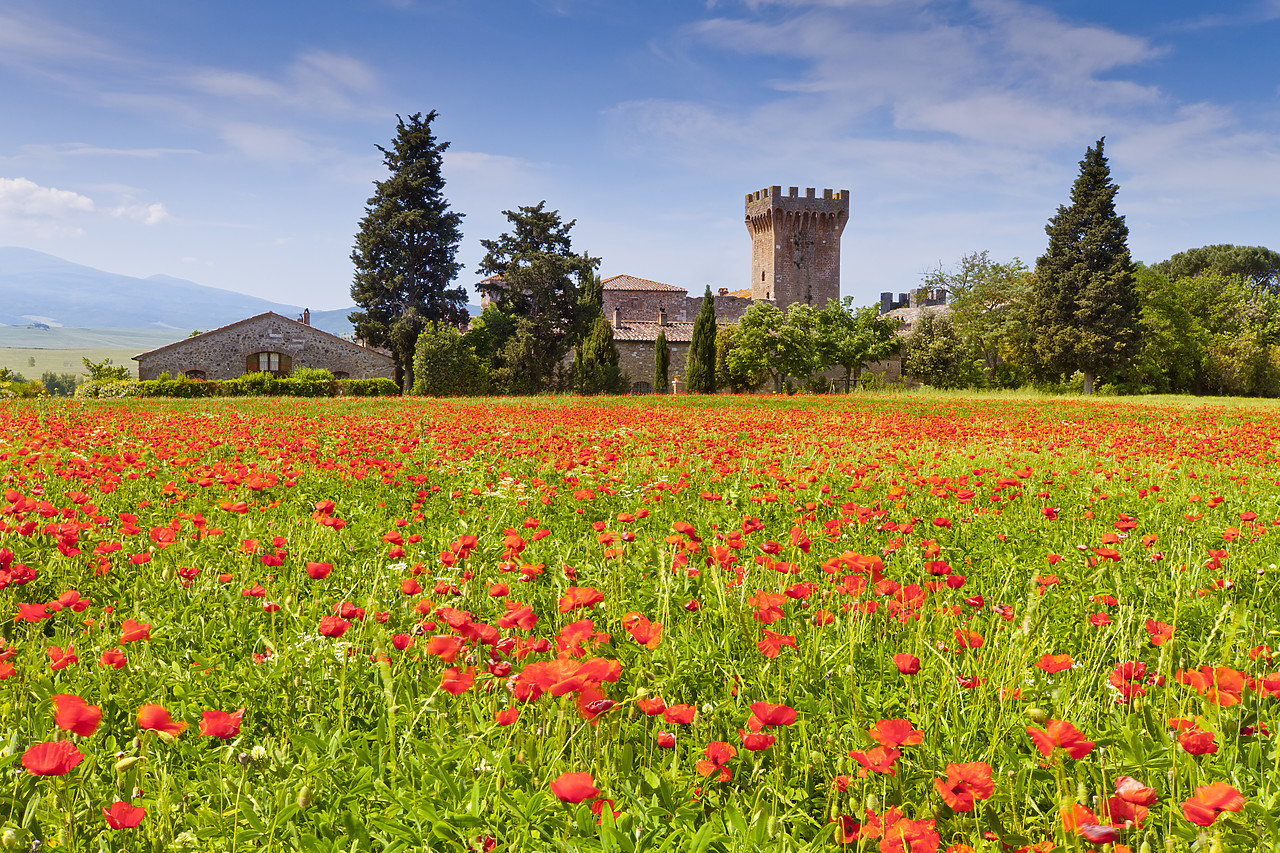 #110167-1 - Casa Picchiata & Field of Poppies, near Pienza, Tuscany, Italy