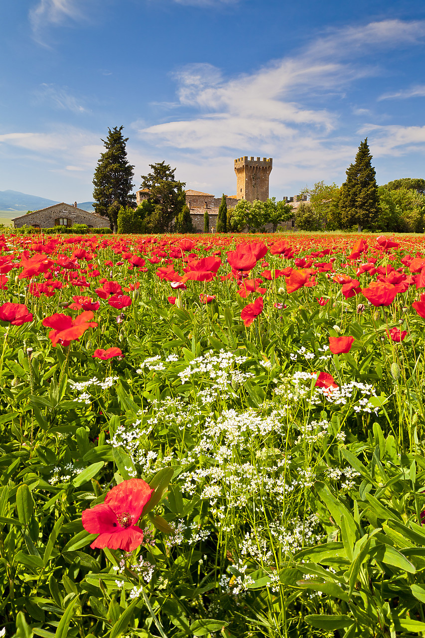 #110168-1 - Casa Picchiata & Field of Poppies, near Pienza, Tuscany, Italy