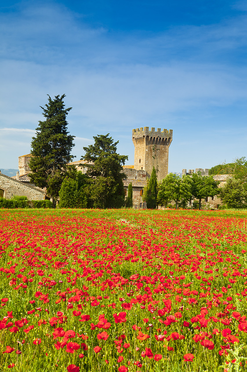 #110169-2 - Casa Picchiata & Field of Poppies, near Pienza, Tuscany, Italy